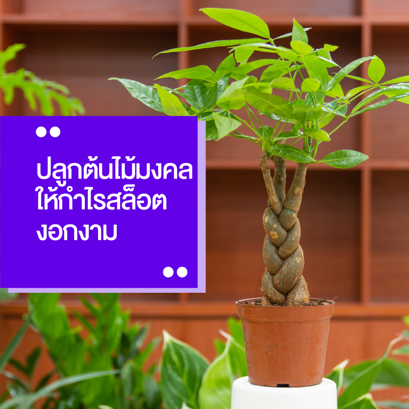 ต้นไม้มงคล สล็อต